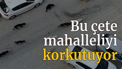 Bu çete mahalleliyi korkutuyor